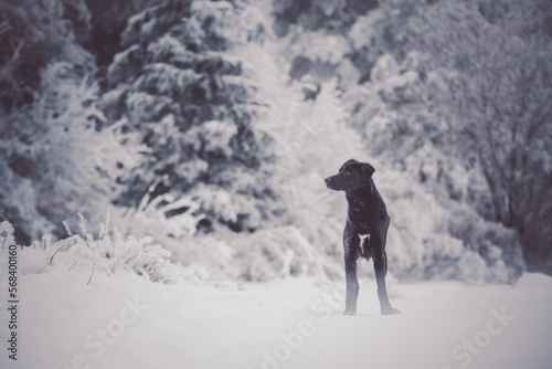 Shooting d'un chien dans la neige en hiver