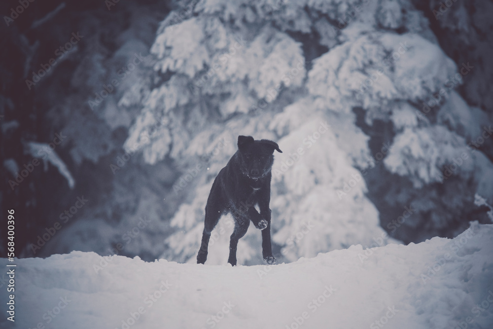 Un chien de race berger blanc suisse dans la neige