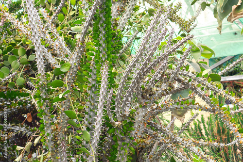 Alluaudia procera cactus -deciduous succulent plant from Madagascar	
 photo