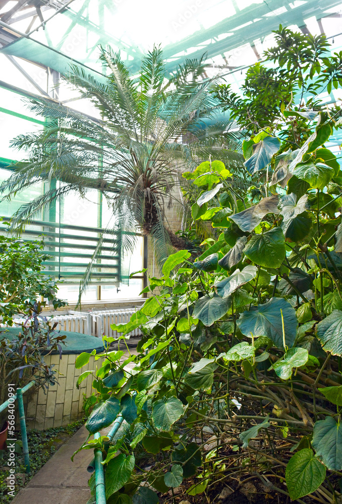 View of tropical plants from the tropics in green house