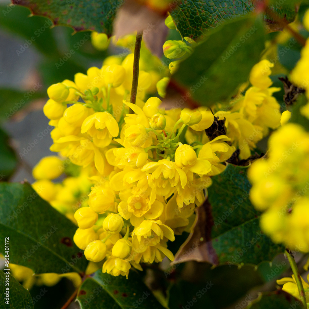 Delicate pretty bright yellow flowers of the blooming mahonia bush in spring. Delicate pretty bright yellow flowers of the blooming mahonia bush in spring.