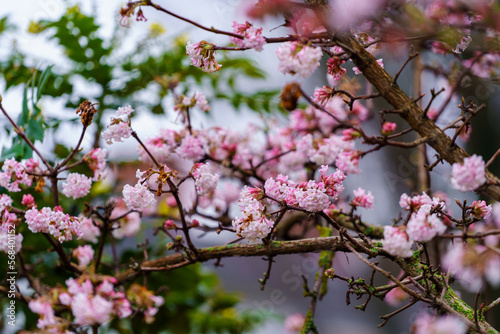 Pink trumpet shaped flower cluster of flowering shrub plant Viburnum Farreri
