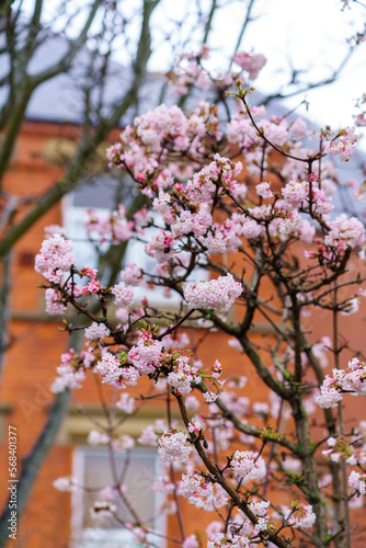 Pink trumpet shaped flower cluster of flowering shrub plant Viburnum Farreri