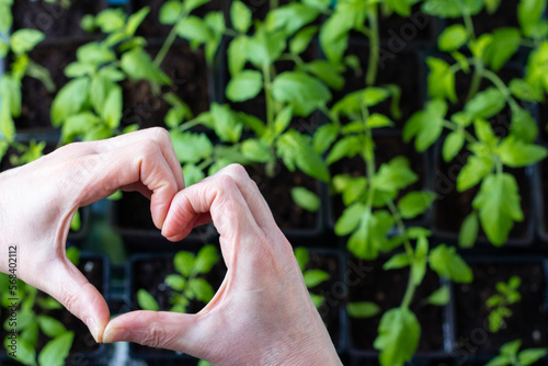 Women's hands are folded in the form of a heart over seedlings with tomatoes. Grown with love. Close-up.
