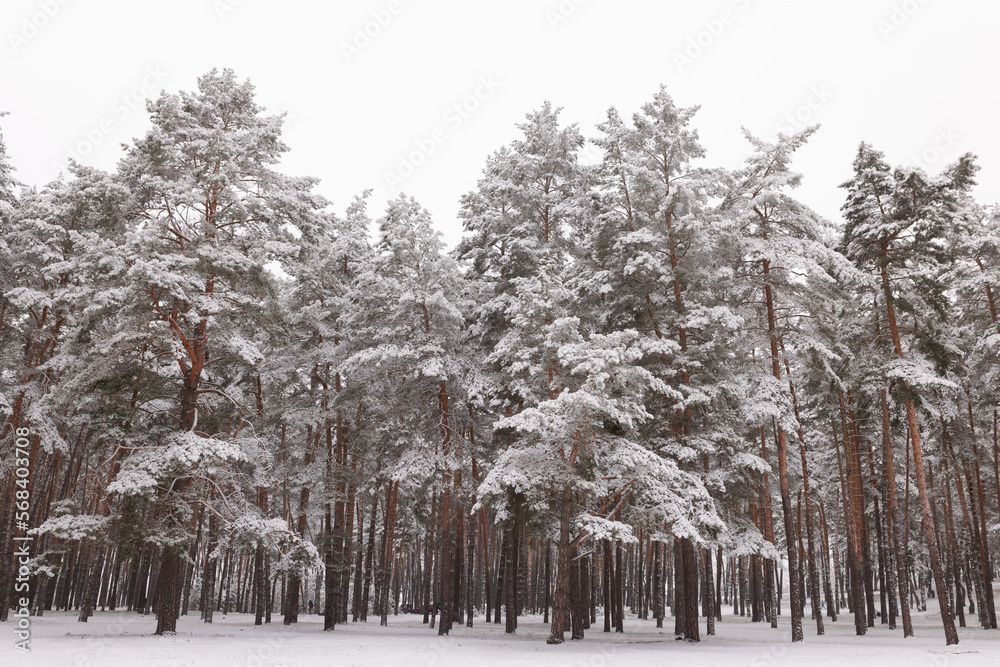 coniferous forest in the snow, the concept of snowfall bad weather coniferous forest in the snow, the concept of snowfall bad weather