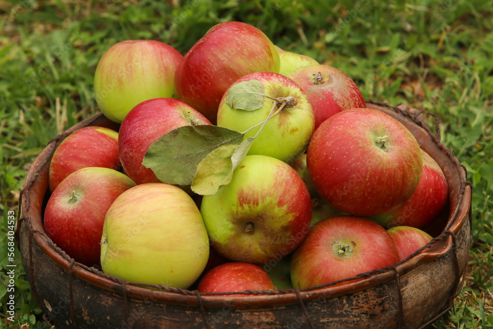 Basket of fresh home grown apples Basket of fresh home grown apples