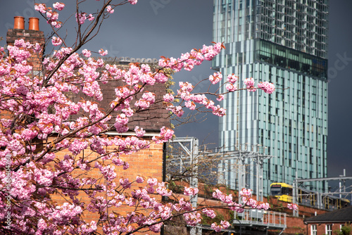 Fotografija Pink flowers with Beetham tower in the background in the  Manchester City ,UK