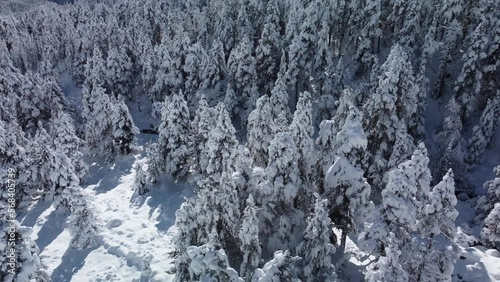 Winter forest with alpine trees covered with snow. Evergreen spruce forest. Alpine landscape. Vacations, travel, nature and tourism concept. Aerial drone video in 4k.