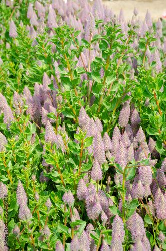 Close up of ptilotus exaltatus joey in the garden. Natural floral background. photo