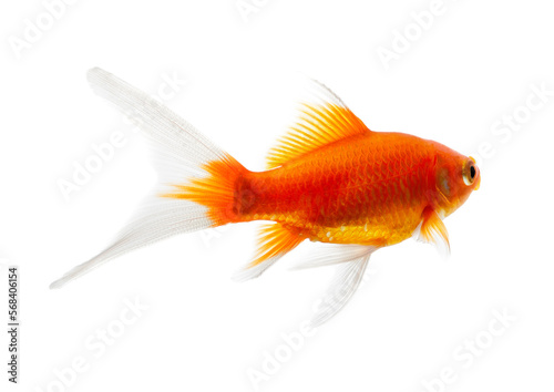 Photography Gold fish Isolation on transparent png
