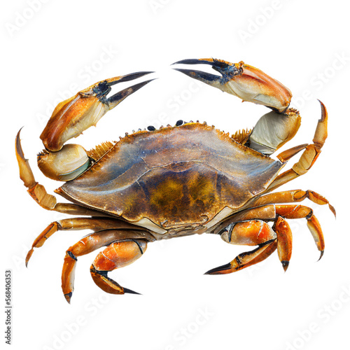 sea crab (ocean marine animal) isolated on transparent background cutout