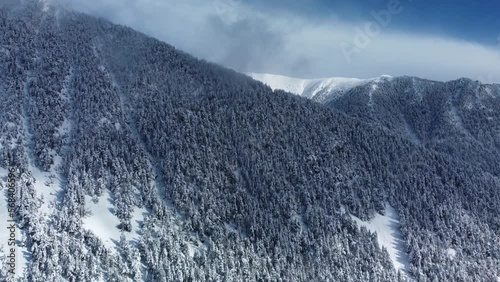Winter landscape of snow covered trees and snowy forest. Evergreen spruce forest. Alpine landscape. Vacations, travel, nature and tourism concept. Aerial drone video in 4k.