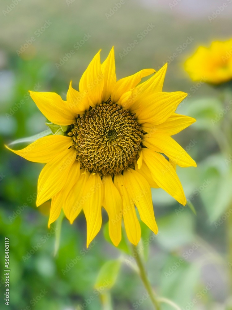 Fototapeta premium sunflower close up pic