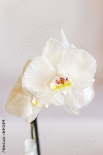 Branch of blooming white orchid close-up, phalaenopsis.