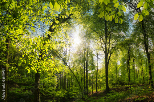 Beautiful beech forest with pleasing sunshine, a tranquil landscape shot with vibrant green trees and the sun casting rays through the leaves  #568410754