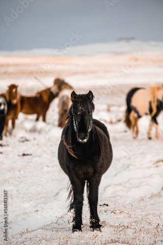 Black horse portrait on snow with more horses in blurred background