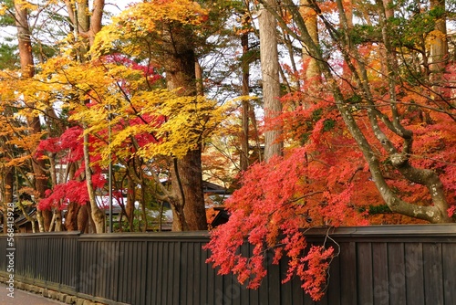 《角館の紅葉》秋