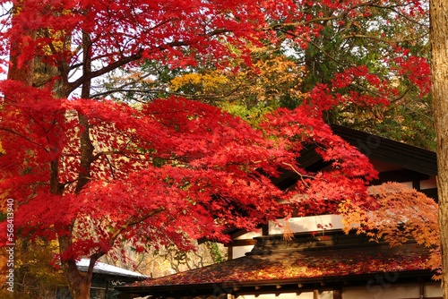 《角館の紅葉》秋
