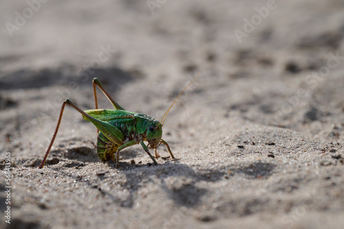 Grasshopper on the sand, close-up, macro