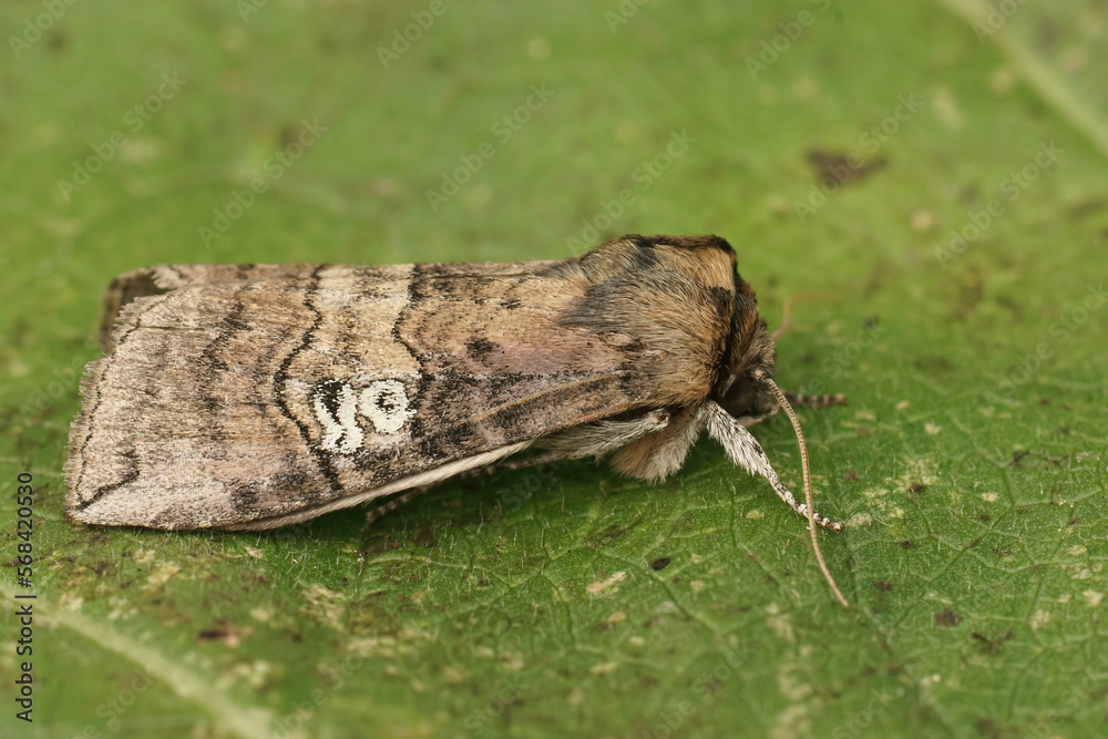 Closeup of the figure of eighty moth, Tethea ocularis sitting on a green leaf Closeup of the figure of eighty moth, Tethea ocularis sitting on a green leaf