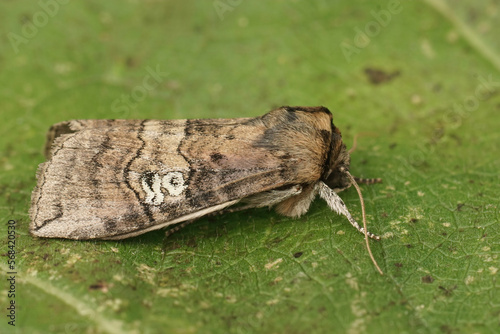 Closeup of the figure of eighty moth, Tethea ocularis sitting on a green leaf photo