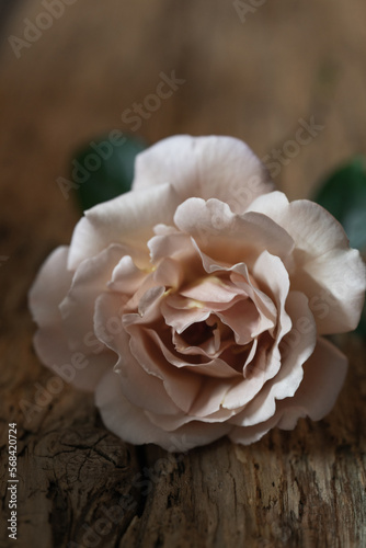 アンティークなバラ