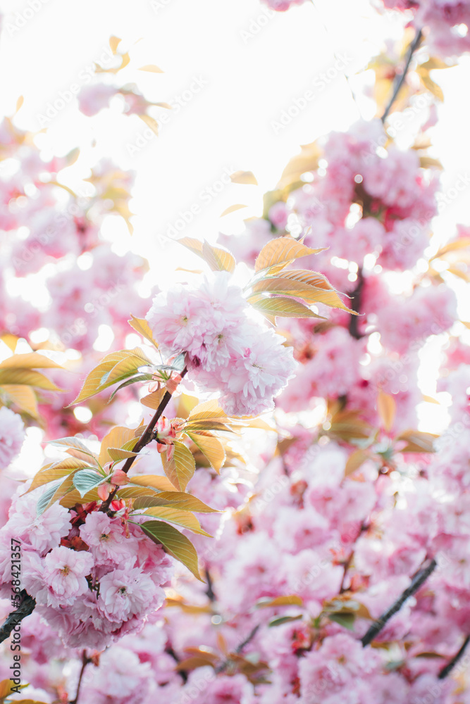 Obraz premium trees bloom in spring. Cherry blossom