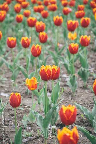 field of tulips blooms in spring