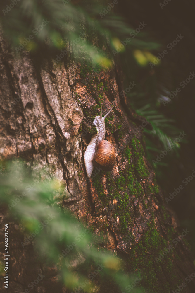 Obraz premium a snail crawls along a tree trunk