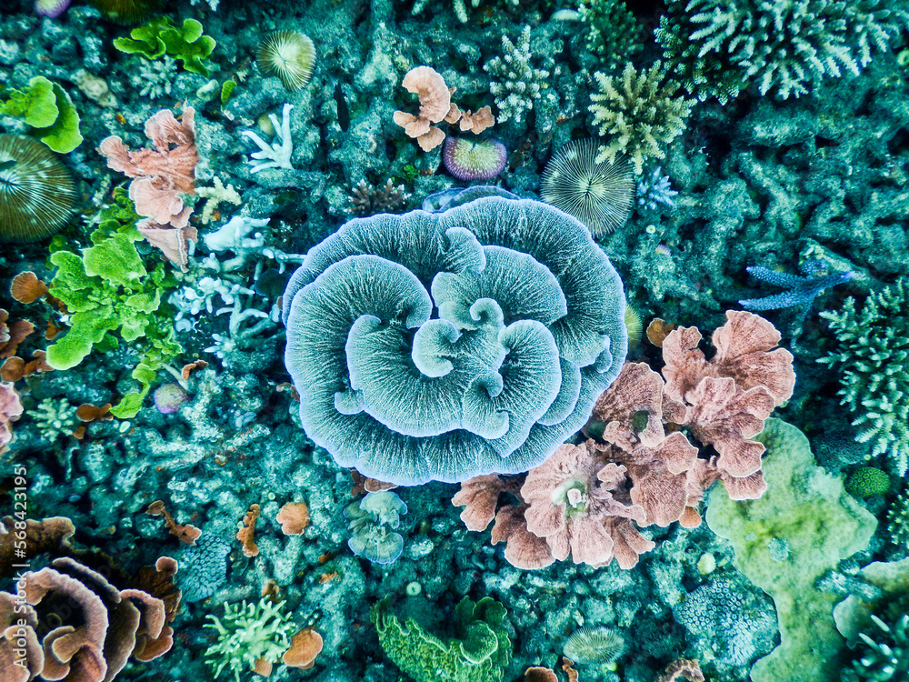 Obraz premium Close-up of colorful coral reef colony in the sea 3.