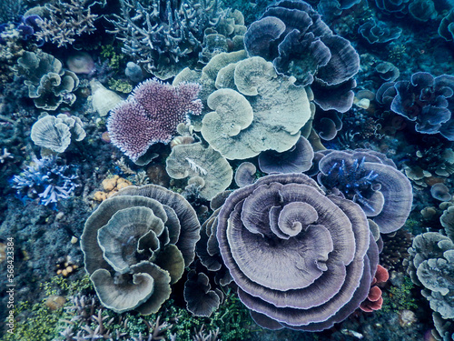 Close-up of colorful coral reef colony in the sea 1.