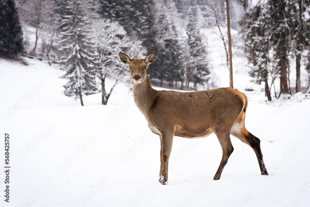European red deer (Cervus elaphus), stag and doe in the winter forest, Austria, Europe.