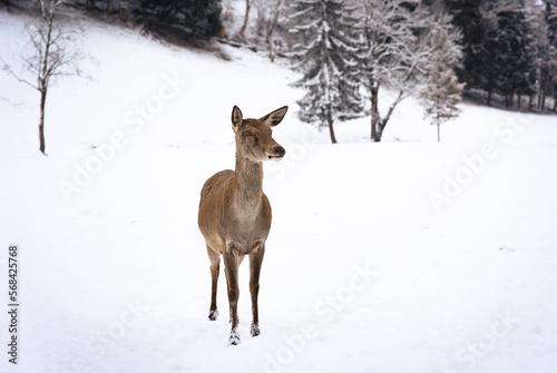 European red deer (Cervus elaphus), stag and doe in the winter forest, Austria, Europe.