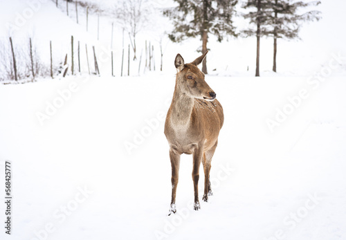 European red deer (Cervus elaphus), stag and doe in the winter forest, Austria, Europe.