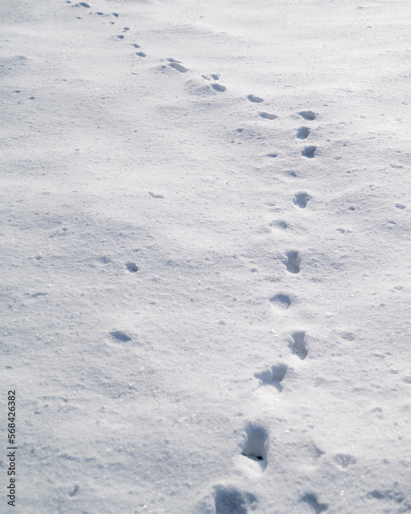 Naklejka premium Footsteps in the snow.Footprints of animals in the snow.Winter trail and stalking concept.Trace line in the ice.Marking wild animals in the wild