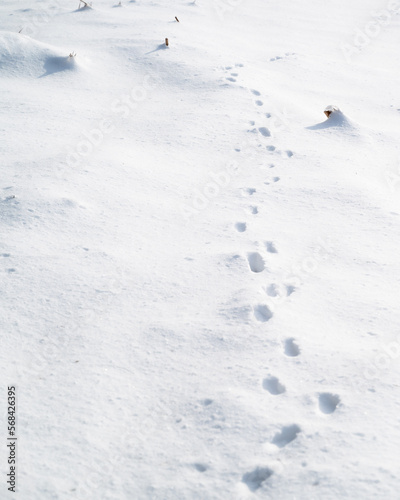 Footsteps in the snow.Footprints of animals in the snow.Winter trail and stalking concept.Trace line in the ice.Marking wild animals in the wild