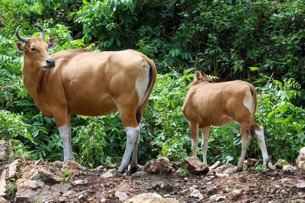 The female and baby red cow in nature garden The female and baby red cow in nature garden