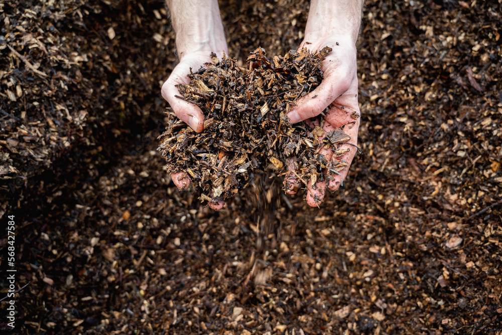 Hands holding wood shavings for the garden.Mulching evergreen bed with pine bark mulch.Natural