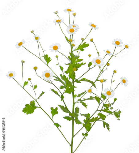 Tanacetum parthenium (feverfew) flowers photo