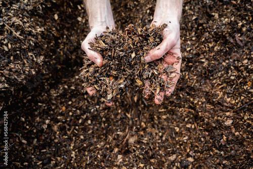 Hands holding wood shavings for the garden.Mulching evergreen bed with pine bark mulch.Natural background from recycled wood mulch. Hands holding wood shavings. vegetable garden planting concept
