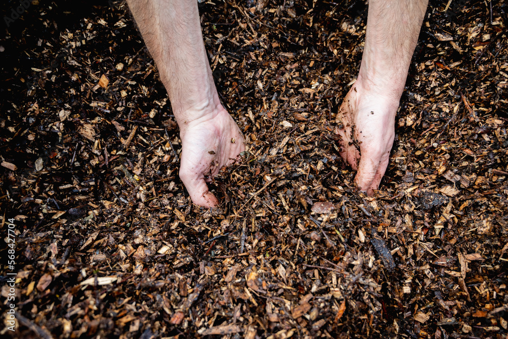 Hands holding wood shavings for the garden.Mulching evergreen bed with pine bark mulch.Natural