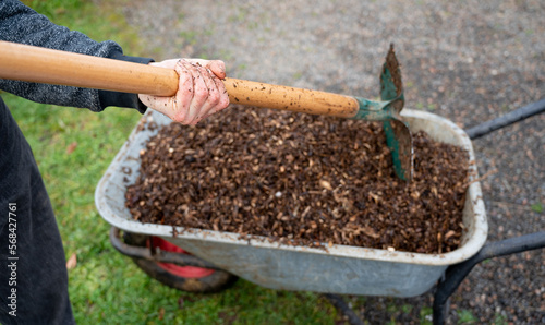 man working in the vegetable garden. Garden work. Shovel with wood chips for the garden. Wheelbarrow for the garden. Man filling his wheelbarrow for the vegetable patch
