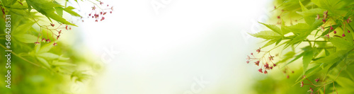 Natural green leaves plants on light sky banner background, environment ecology or greenery wallpaper card composition