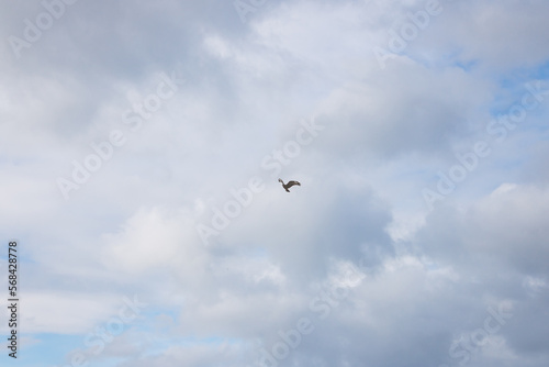 bird of prey in flight © Polleke