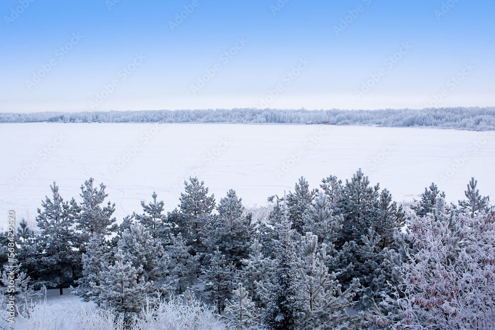 Fototapeta premium Beautiful winter landscape young pines on the shore of a lake covered with snow, selected focus.