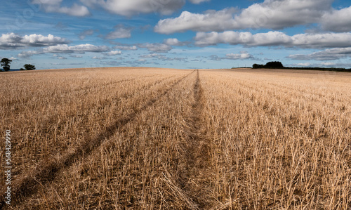 Tableau sur toile harvested field in the summer with white clouds and blue sky