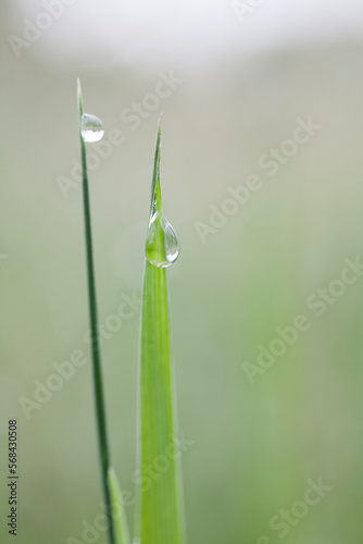 Beautiful large drops of fresh morning dew in a macro photo of wet green grass...Image of pure transparent water spring summer in nature