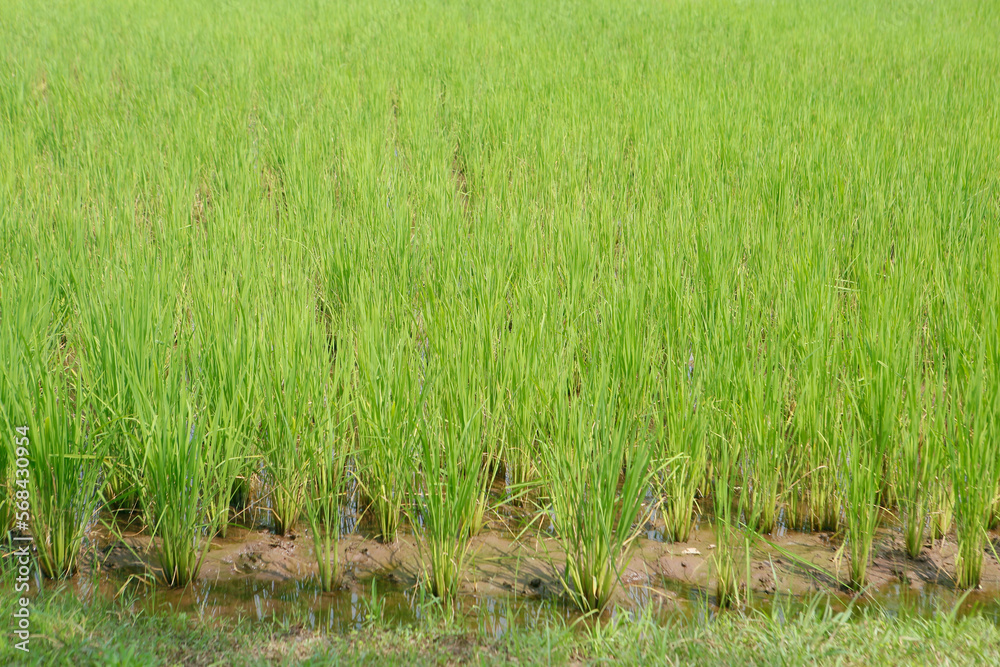 Rice growing in the field . Rice growing in the field .