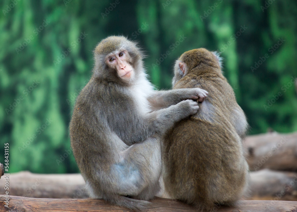 Japantse macague.
It lives in the northernmost regions of Japan, usually there is snow there for four months in a row. Macaques have thick and warm fur, in which the most severe frosts are not terrib Japantse macague.
It lives in the northernmost regions of Japan, usually there is snow there for four months in a row. Macaques have thick and warm fur, in which the most severe frosts are not terrib