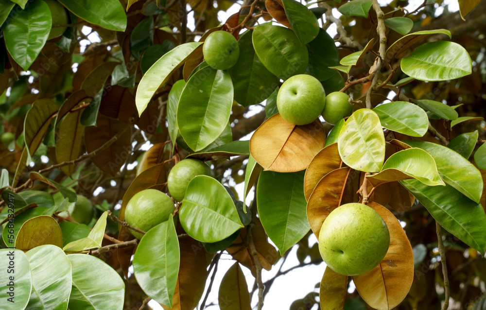 The star apple tree is a native plant. The face is glossy, dark green
